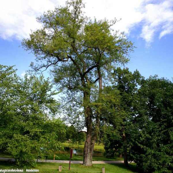 Black Cherry Tree