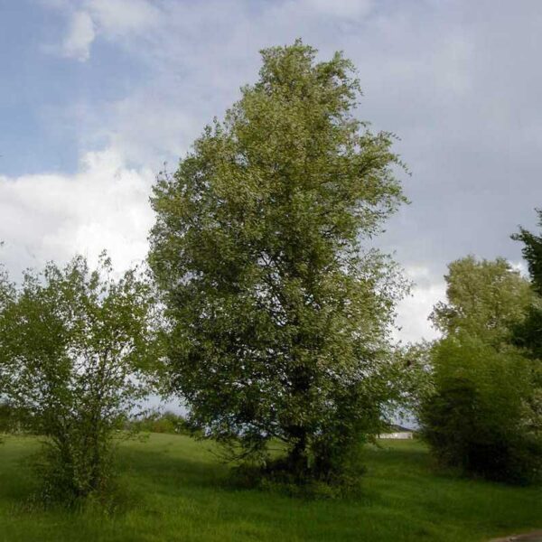 Black Cherry Tree - Image 2