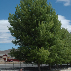 Norway Poplar